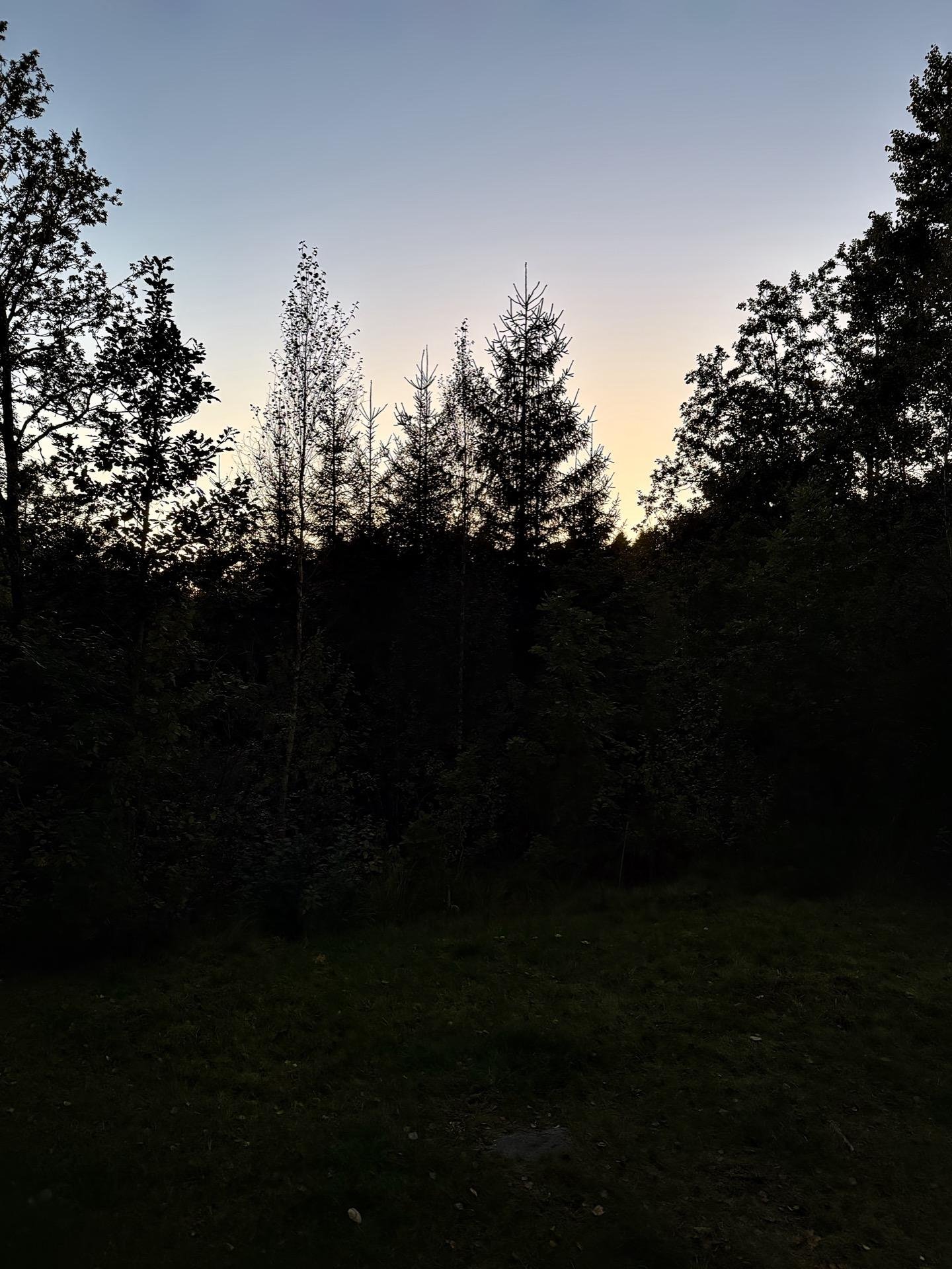 Forest at twilight with tall trees silhouetted against a sky transitioning from blue to pink. The ground is covered in grass and shadowed, with a few visible rocks.