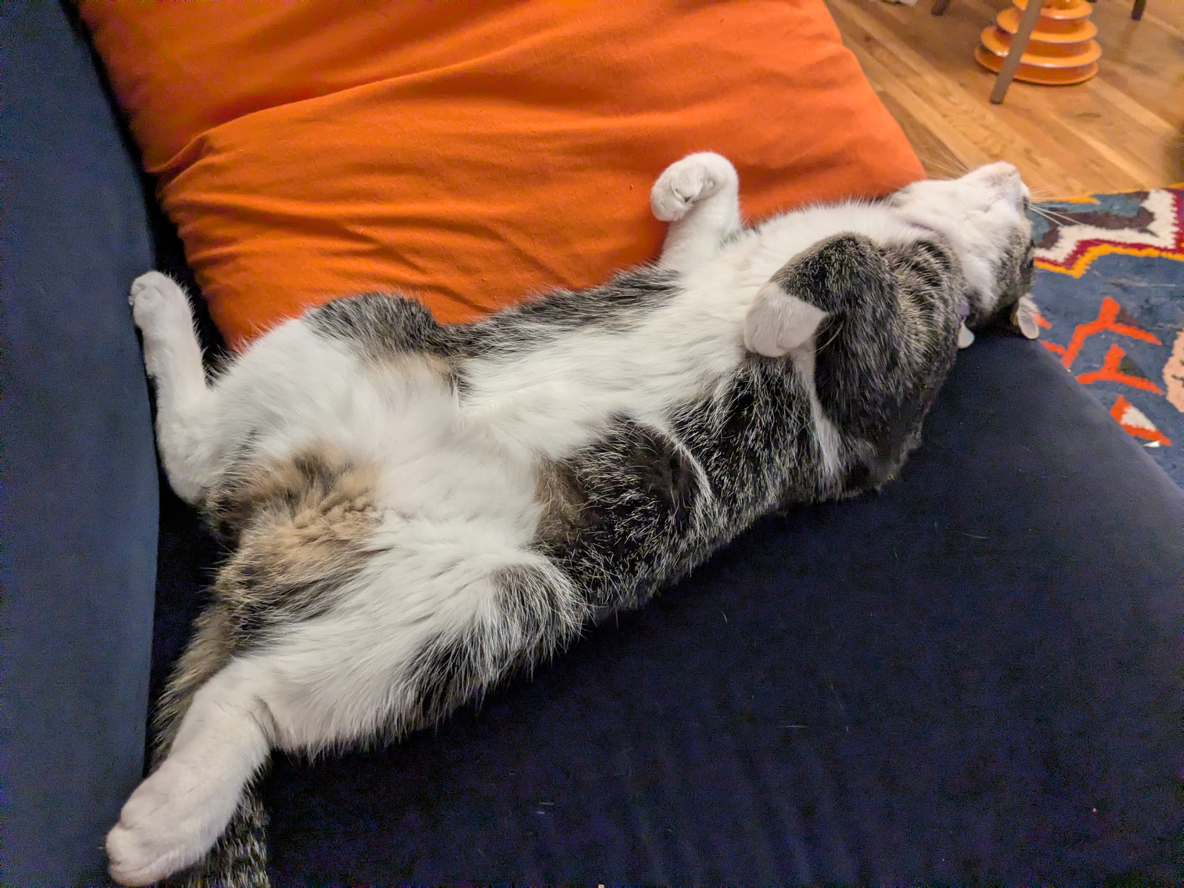a tuxedo cat lying completely on his back, head back too, asleep, not a single care in the world