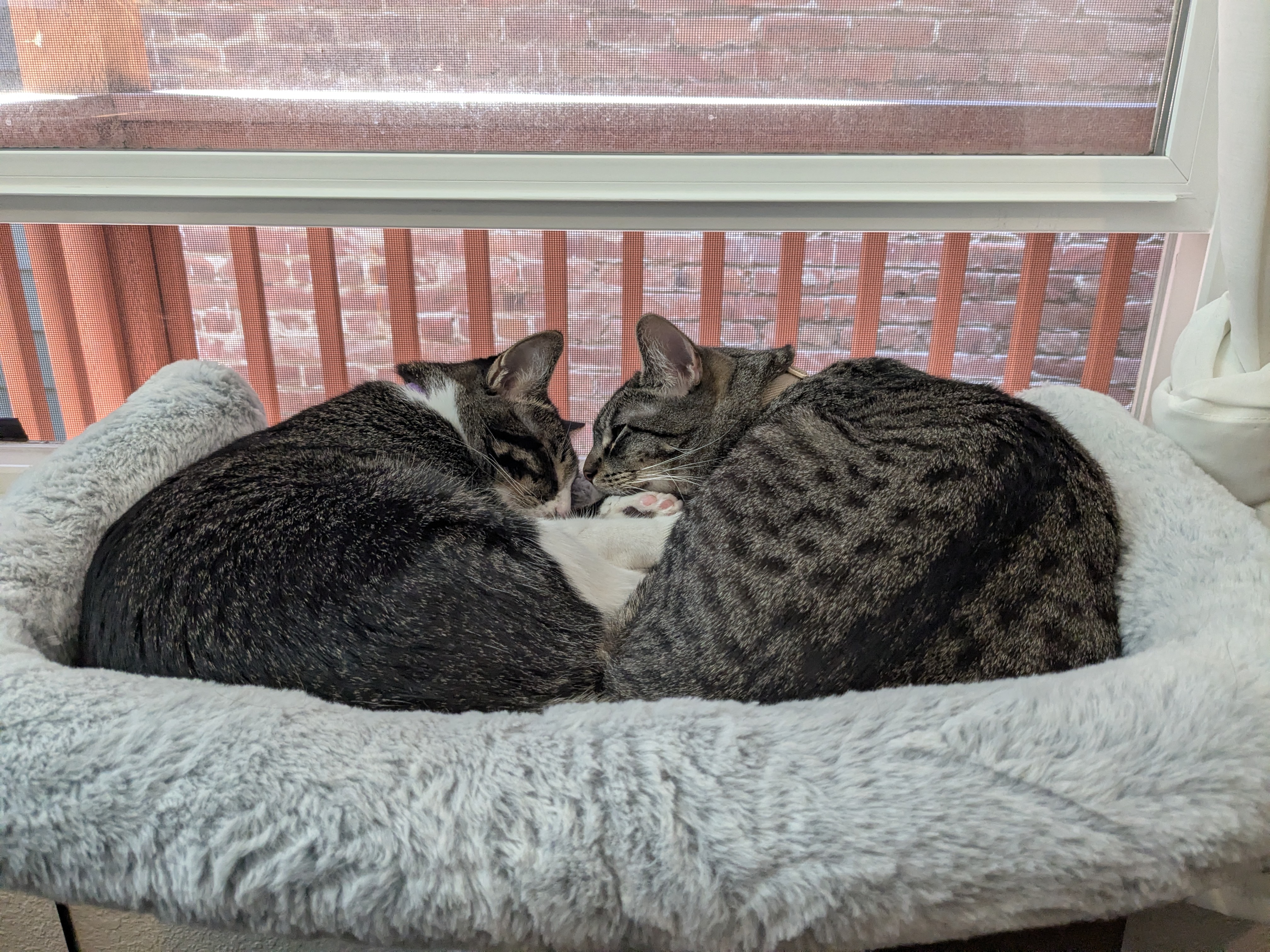 two cats in a perch together eeping with their faces up to each other, noses almost touching! they vaguely form a heart shape