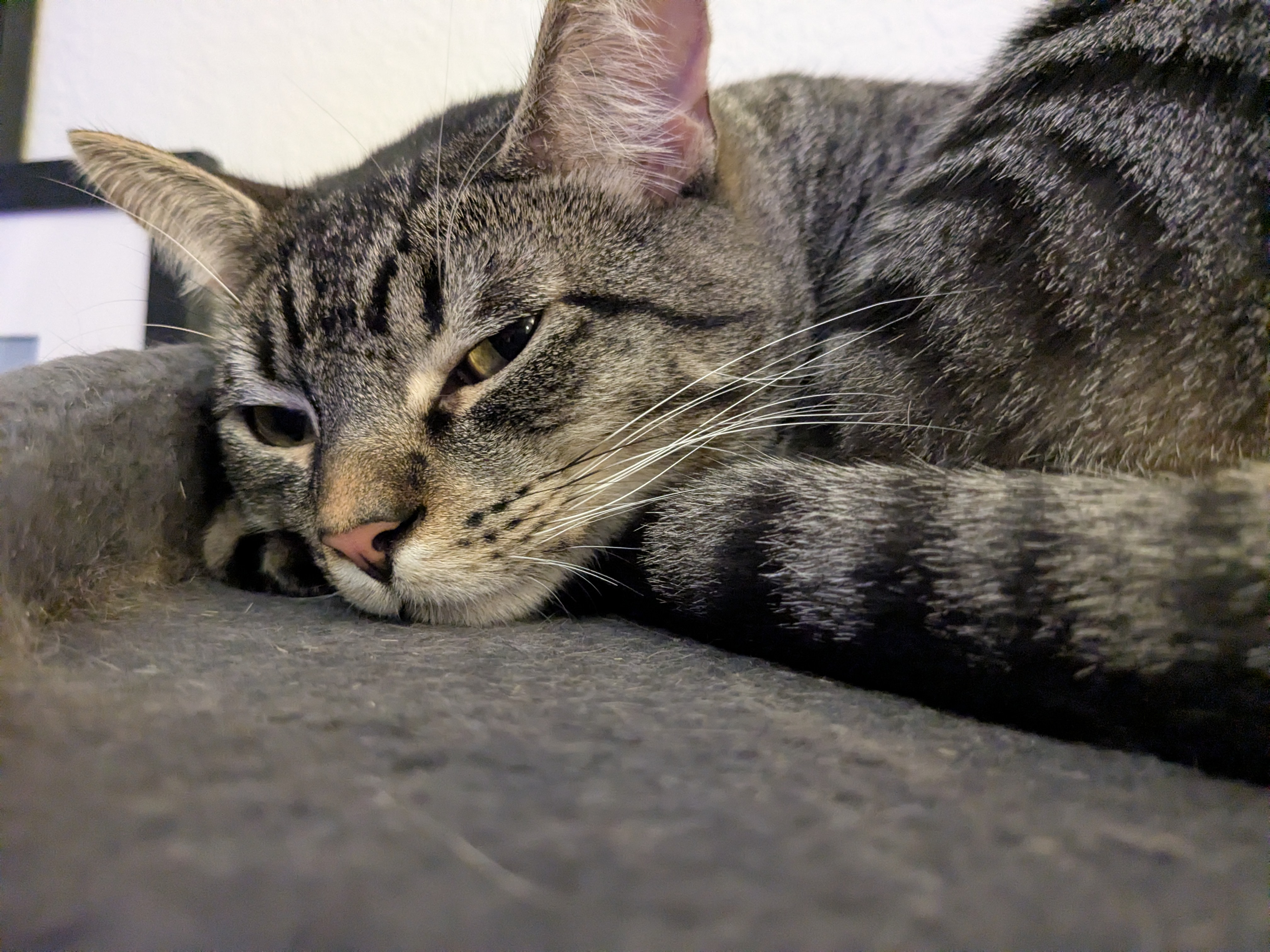 eepy tabby cat curled up into a ball staring at u. very up close
