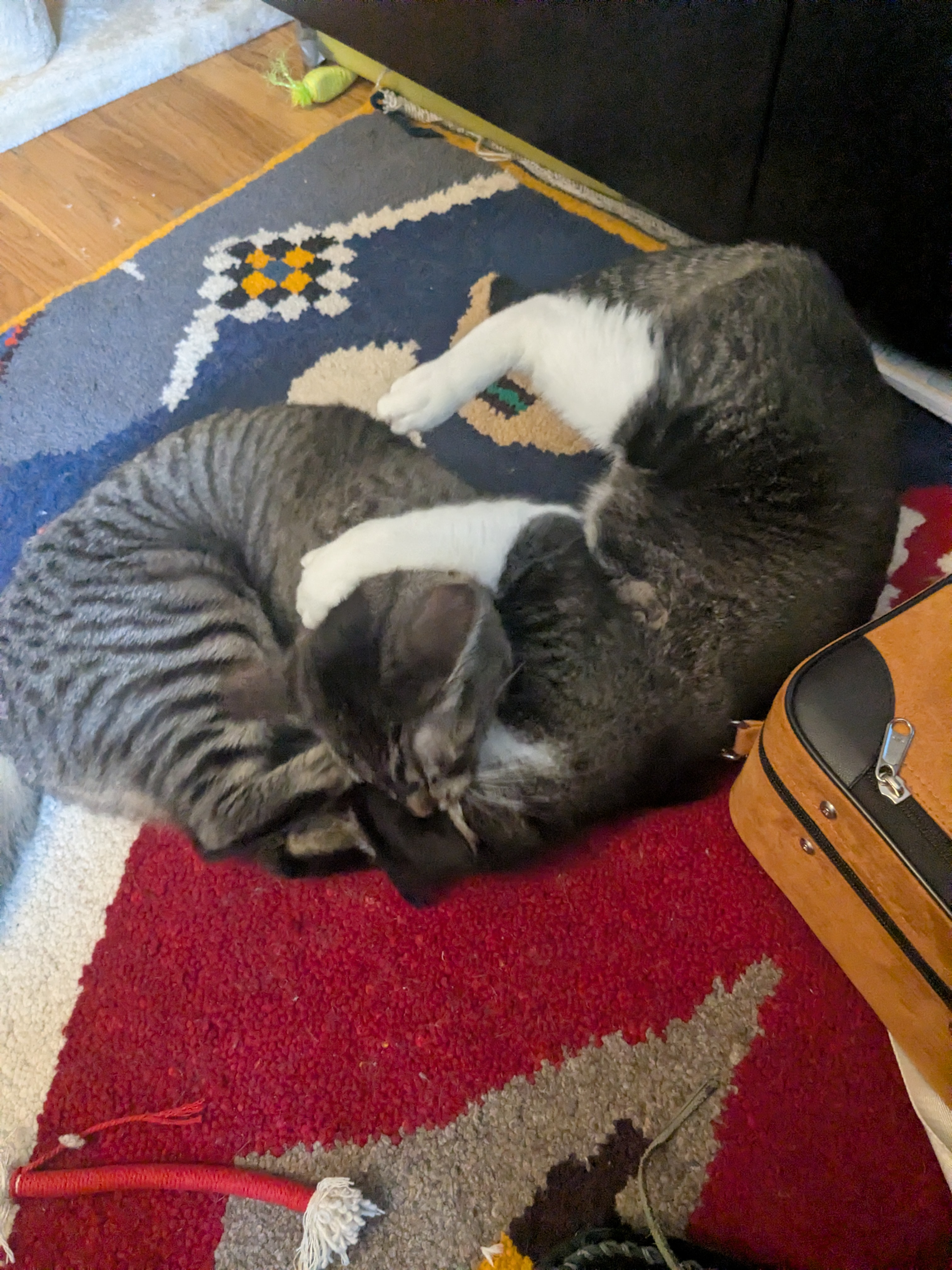 now the gremlins are wrestling