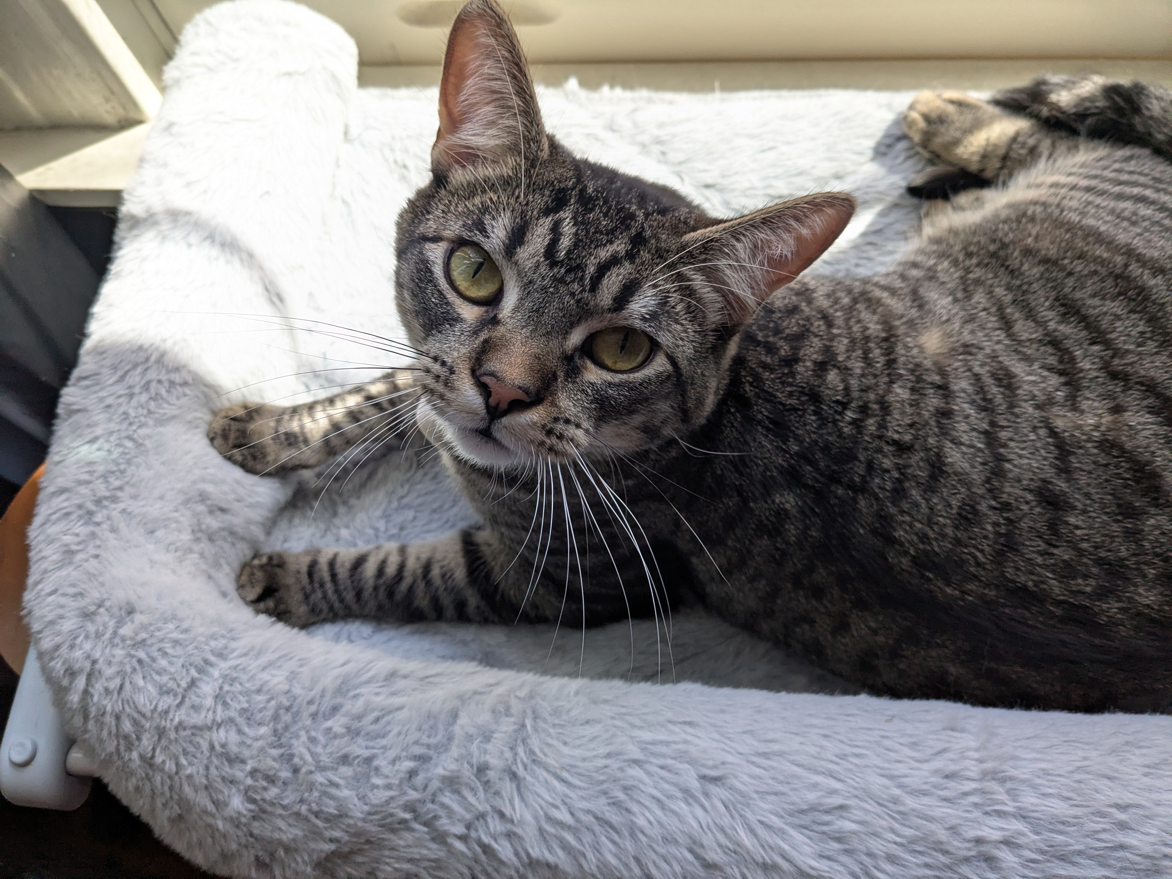 a tabby cat kneading on a window perch staring at you