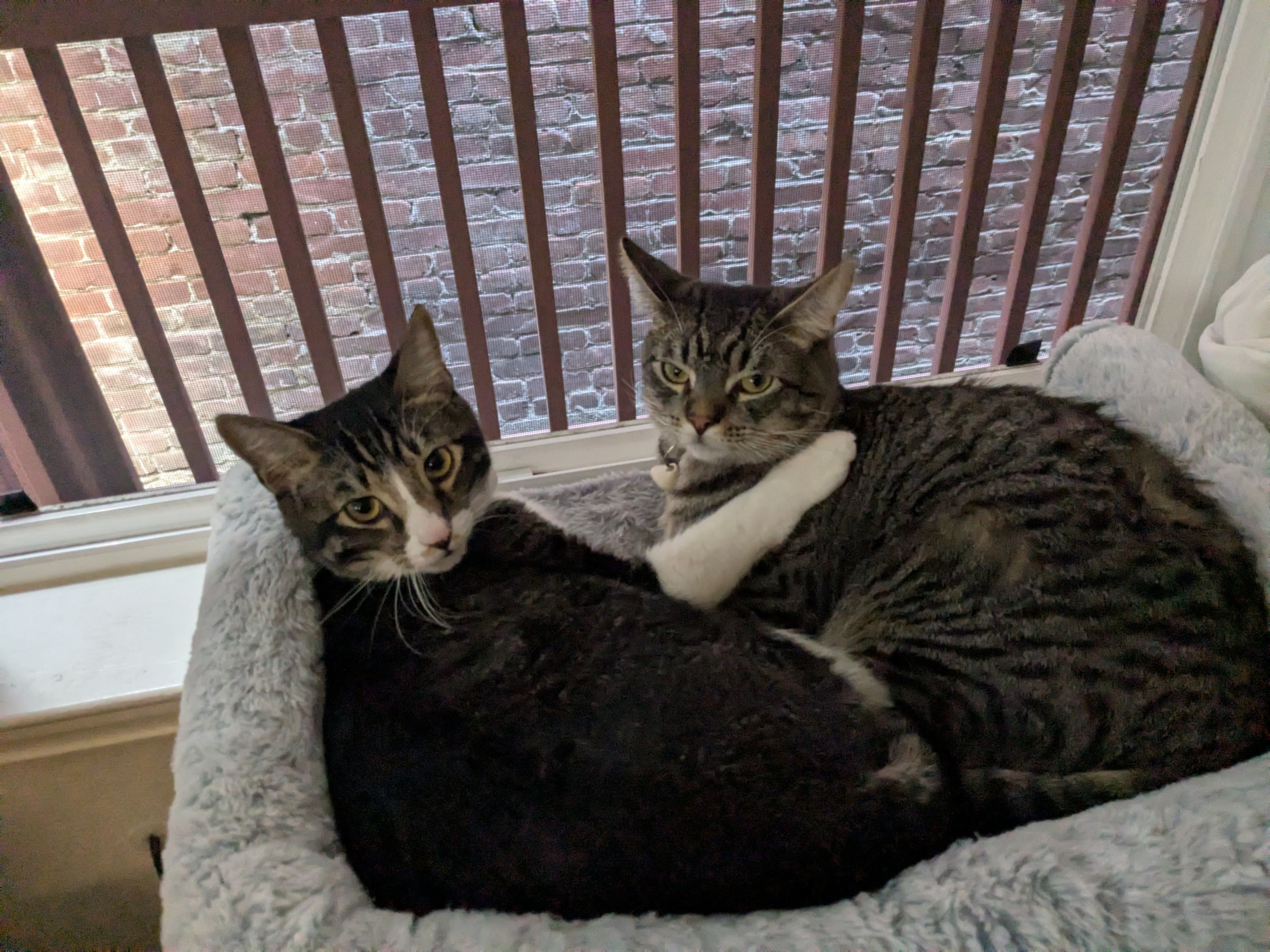 two cats sitting in a windowsill perch together. one has his arm over the others shoulder cuz they're literally besties