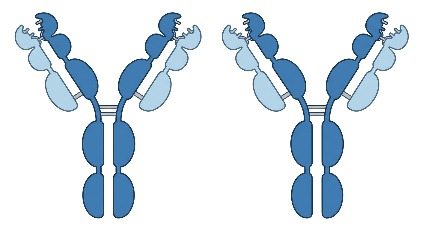 Antibody Structure Diagram