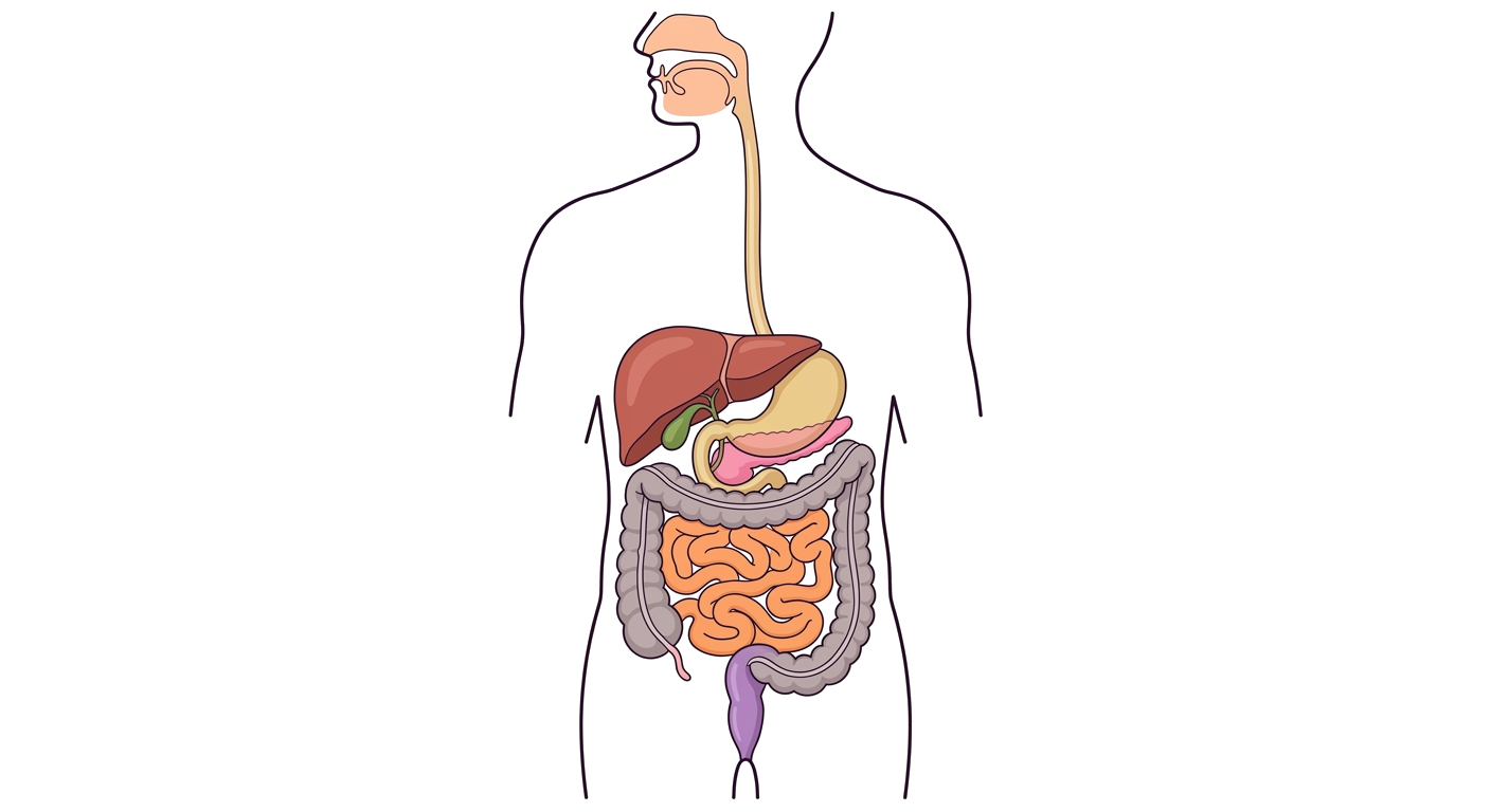 Human Digestive System Diagram