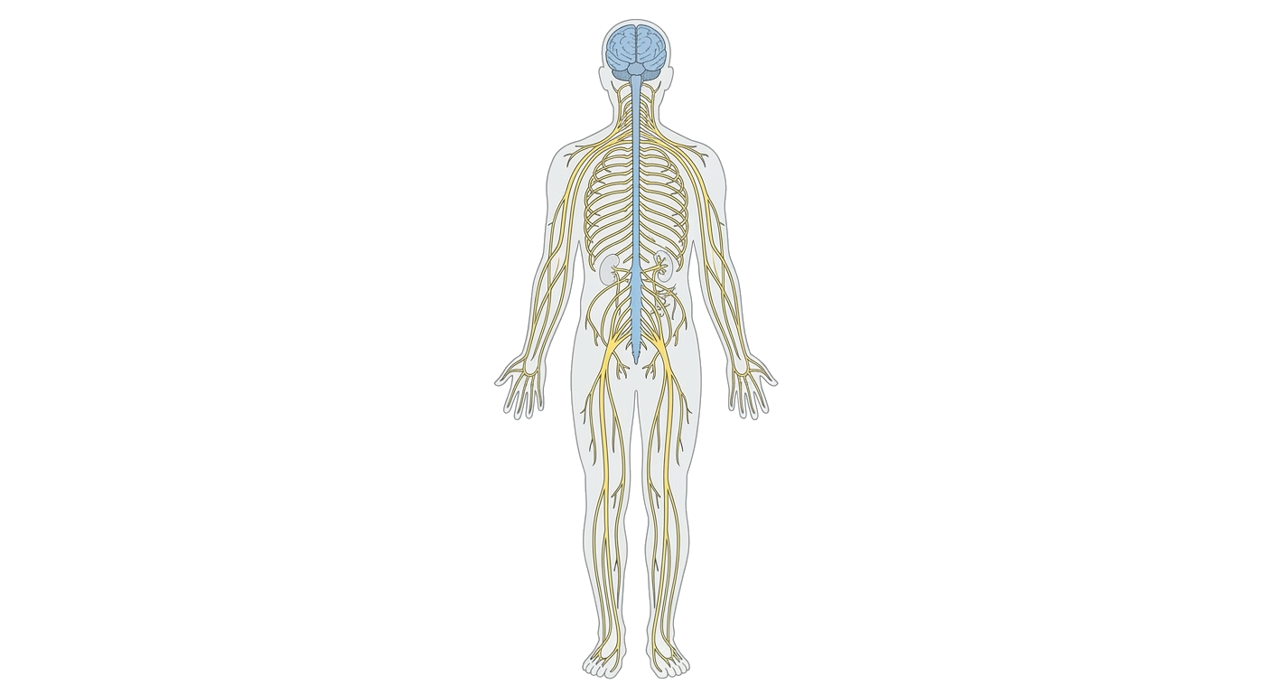Human Nervous System Diagram