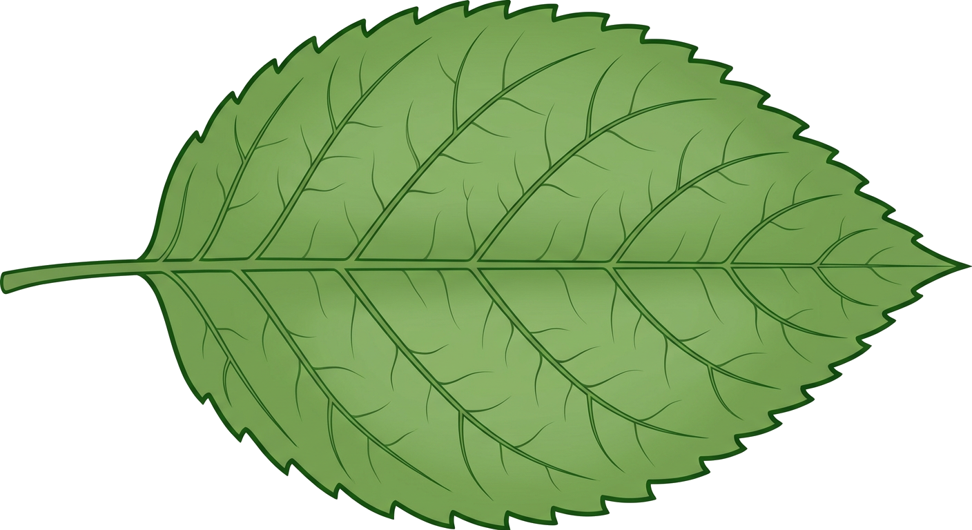 External view of a leaf with veins