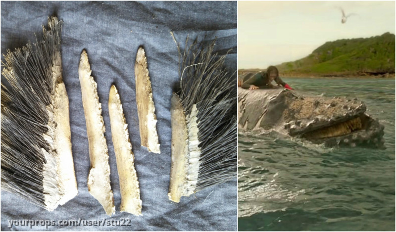 Baleen Whale Teeth From Screen Used Humpback – The Shallows (2016) – image 3