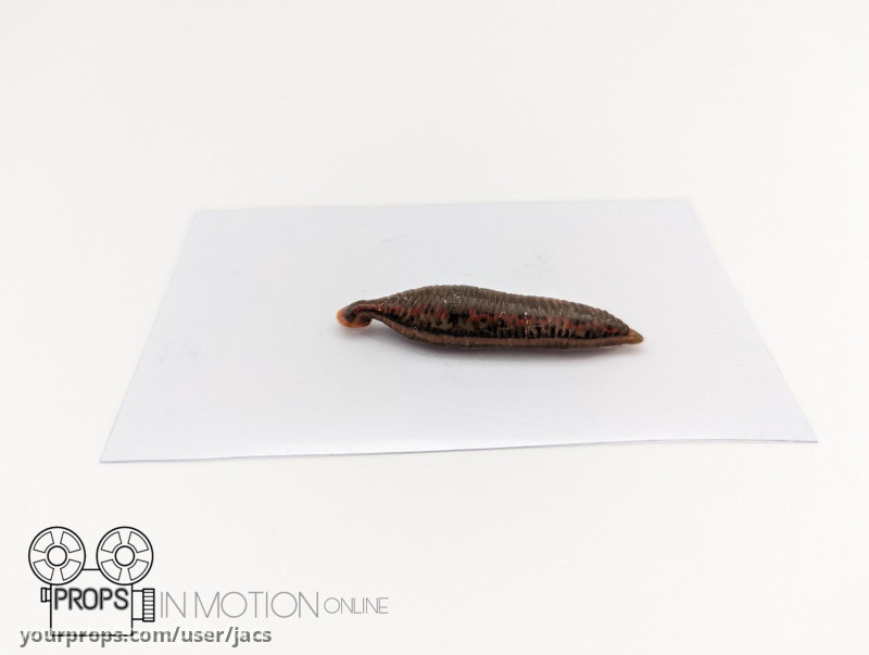 Leech used on Kate Siegel – image 1