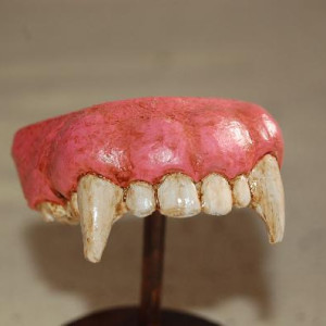Werewolf Teeths  used by Michael Jackson – Michael Jackson: Thriller (1983)