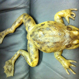Screen used Silicone Frog – Magnolia (1999)