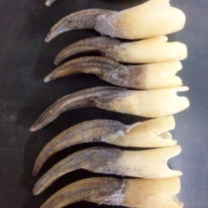 Assorted Lycan Claws – Underworld: Evolution (2006)