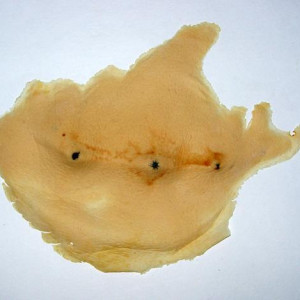 Alien Creature cheek Make up Props – Star Trek: Enterprise (2001)