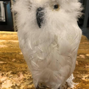 Owl – Schitt's Creek (2015)