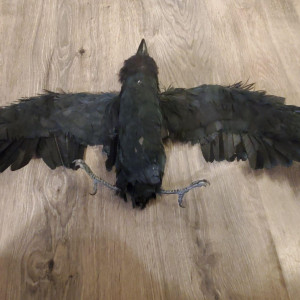 Ashe's Crow animatronic puppet – The Crow: City of Angels (1996)