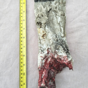 Prop Humpback Whale Wound Section – The Shallows (2016)