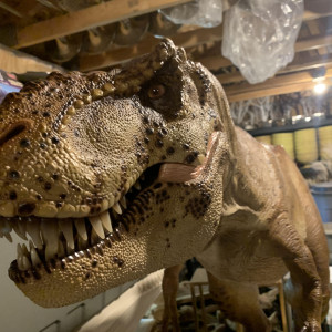 1:5 scale T. rex – Jurassic Park (1993)