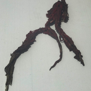 Pieces of the prop humpback whale from the film. – The Shallows (2016)