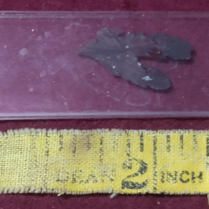 Microscope Specimen Slide (The Pyramid at the End of the World) – Doctor Who: Time War (2017)