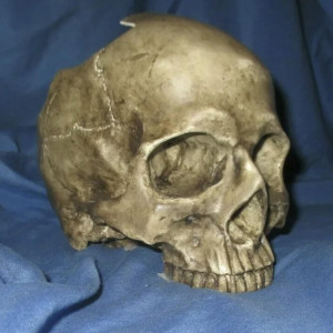 Attraction Used Skull Prop – Skull Island: Reign of Kong (2016)