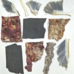 Assorted Whale Pieces – The Shallows (2016)