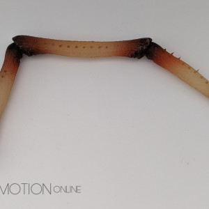 Hero Animatronic Spider leg – Jumanji (1995)