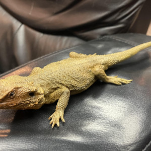 Eli the lizard, one of two produced – Ash vs Evil Dead (2015)