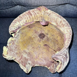 Female Minbari Head Bone Appliance – Babylon 5 (1993)