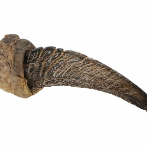 Raptor Claw – Jurassic Park (1993)