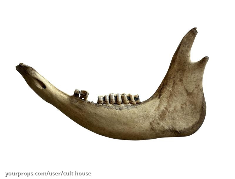 Jawbone From Sawyer Home – The Texas Chain Saw Massacre (1974) – image 1