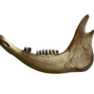 Jawbone From Sawyer Home – The Texas Chain Saw Massacre (1974)