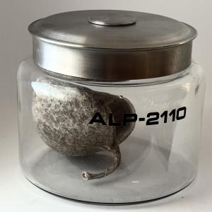 Specimen Jars – Star Trek: Strange New Worlds (2022)