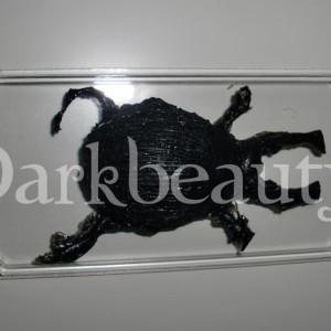 darkbeauty