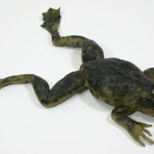 trocopasso